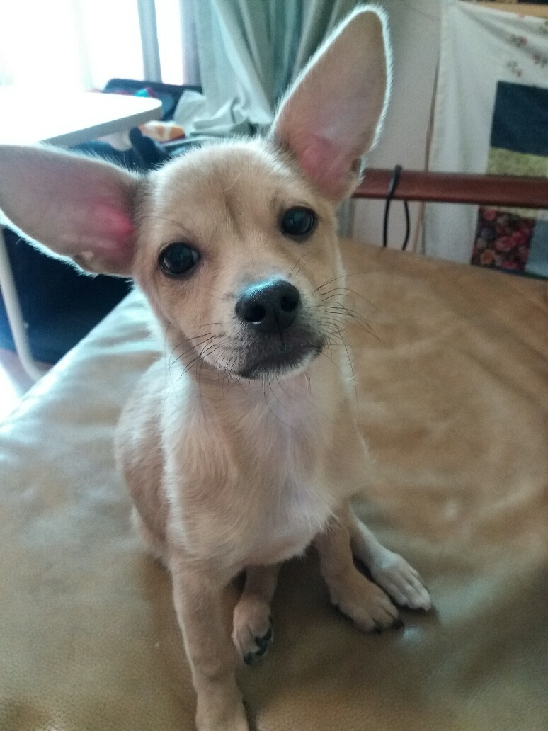 보리 입양 후기 2