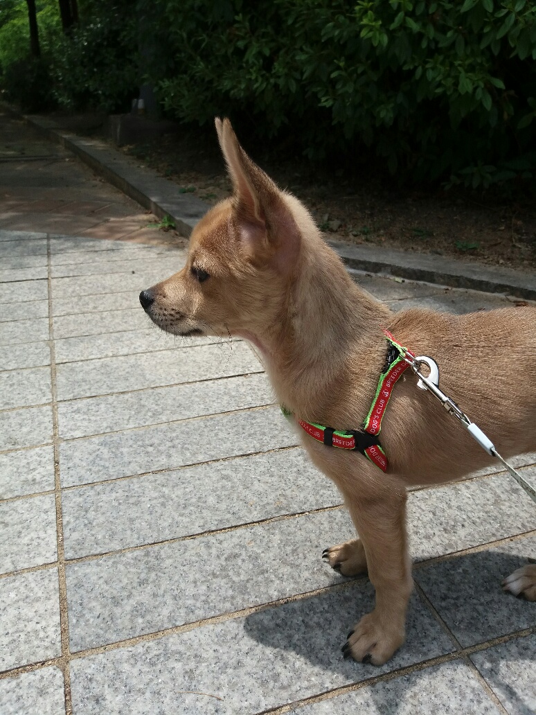 보리 입양 후기 2