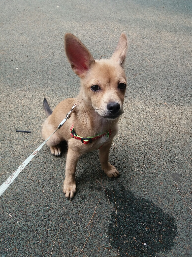 보리 입양 후기 2