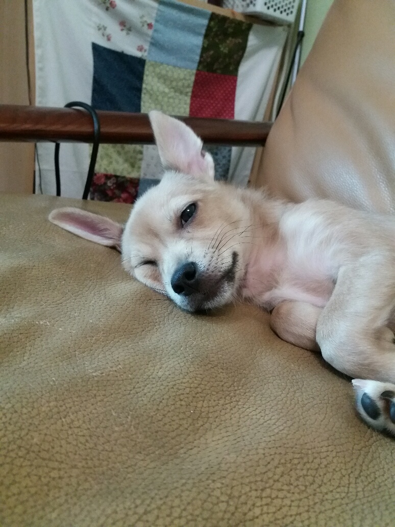 보리 입양 후기 2