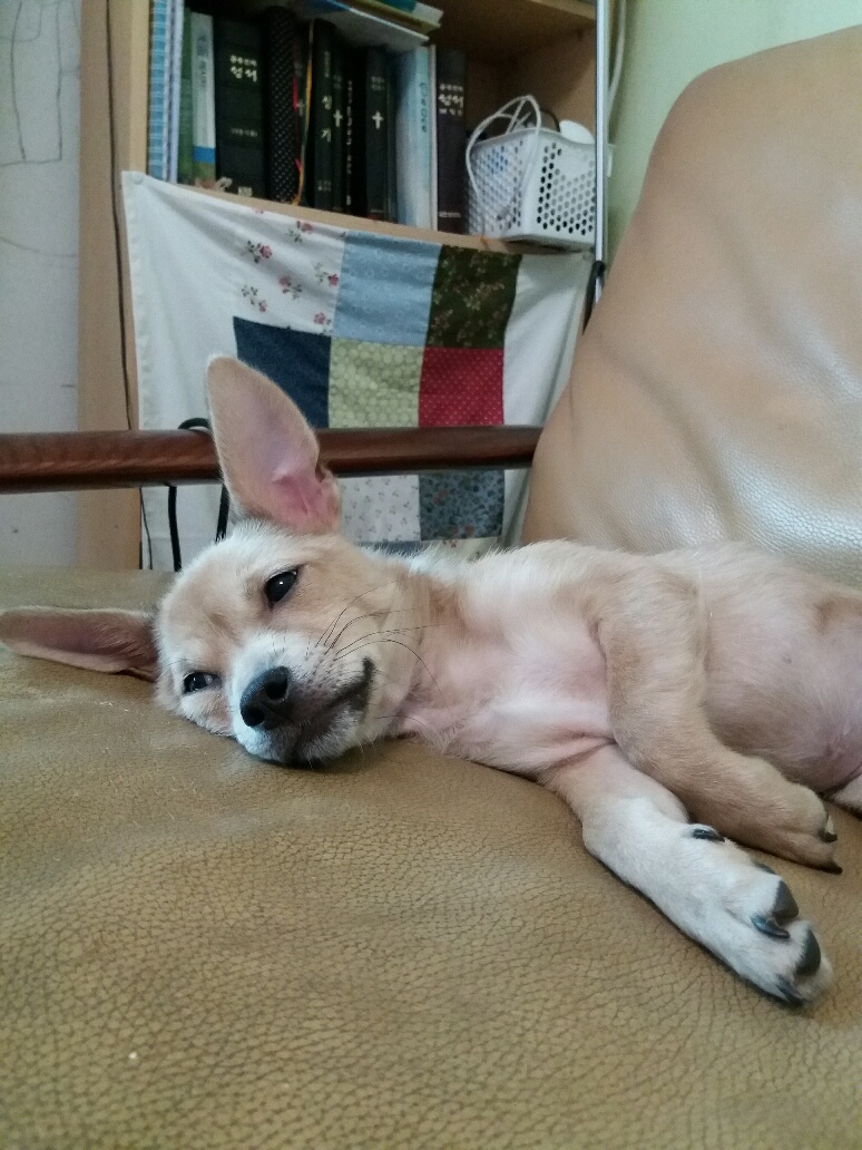 보리 입양 후기 2