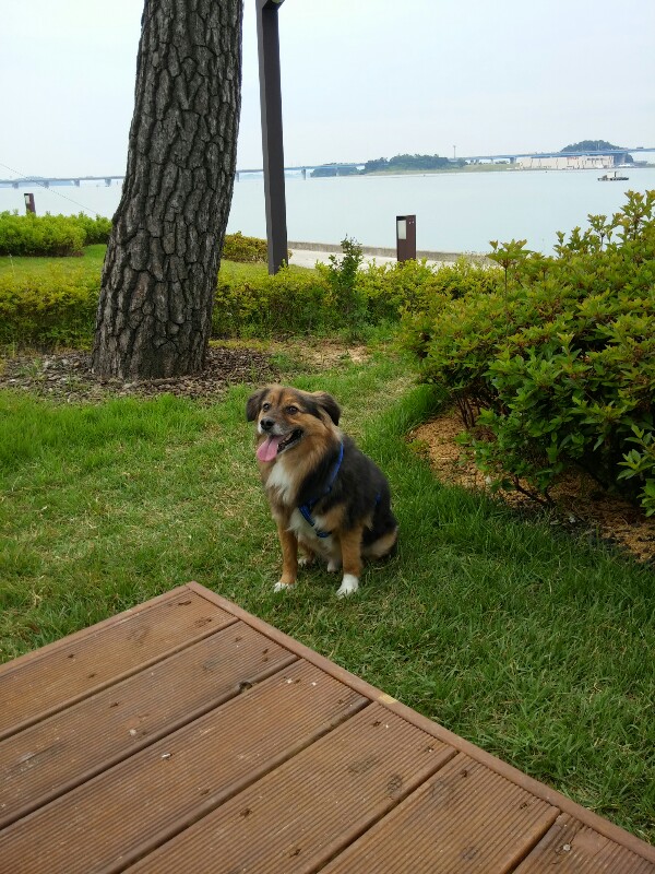 정왕이의 두번째 바닷가 나들이