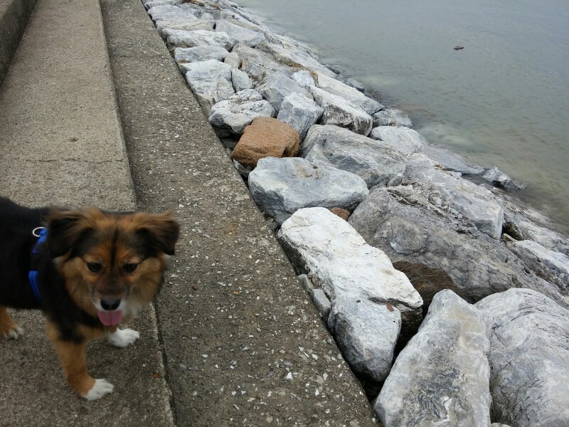 정왕이의 두번째 바닷가 나들이