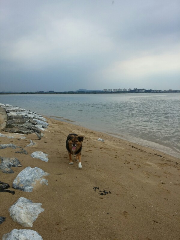 정왕이의 두번째 바닷가 나들이