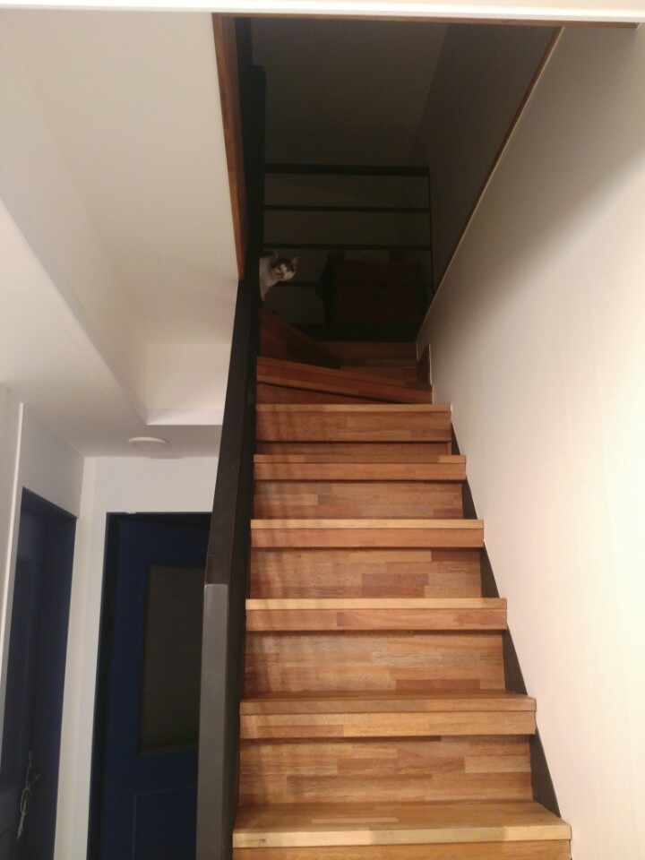 별이(야옹이) 입양 5일차 입니다. ^^