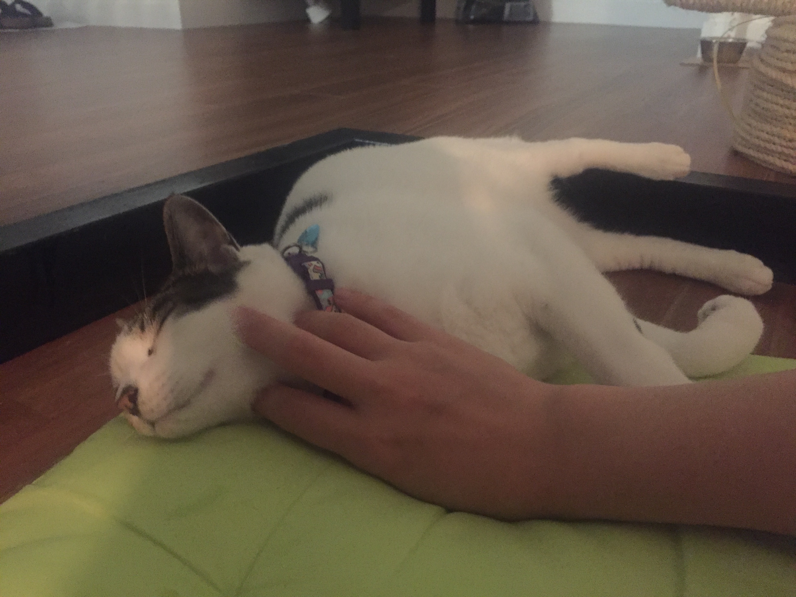 별이(야옹이) 입양 5일차 입니다. ^^