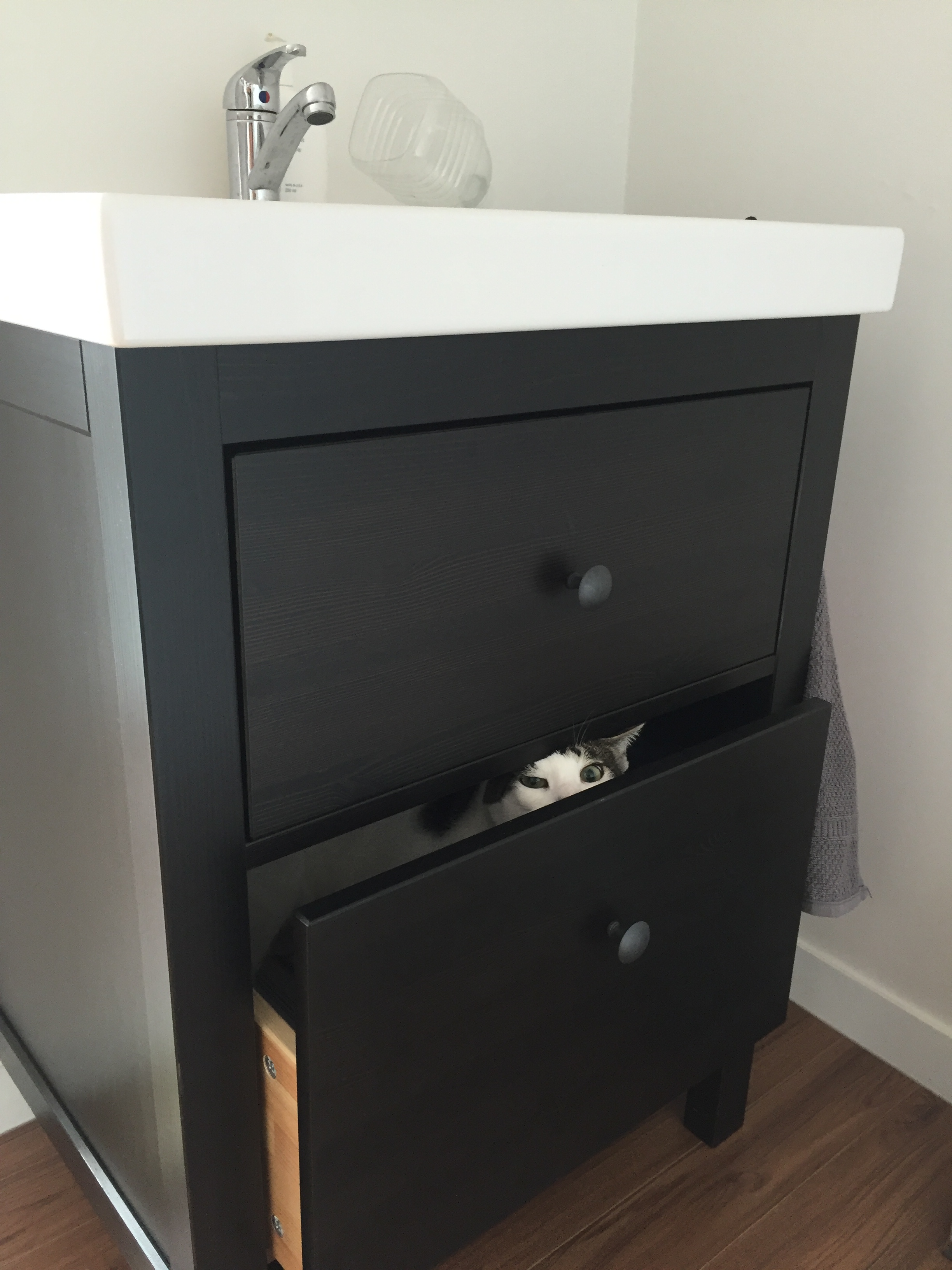 별이(야옹이) 입양 5일차 입니다. ^^