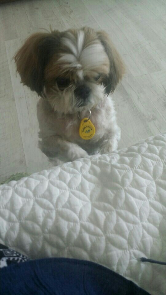 시츄 래미 하늘의 별이 되었네요~~