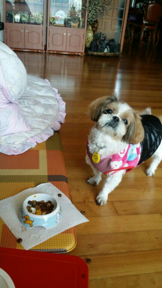 시츄 래미 하늘의 별이 되었네요~~