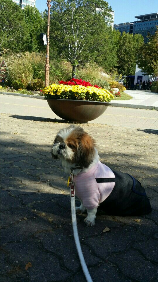 시츄 래미 하늘의 별이 되었네요~~