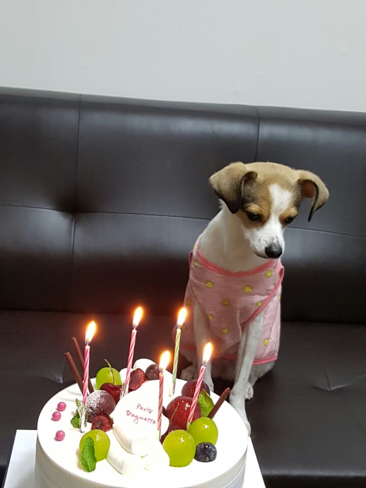 고다복이의 5번째 생일~^^