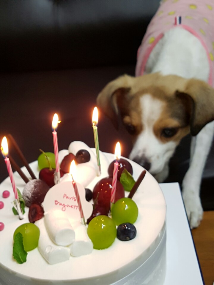 고다복이의 5번째 생일~^^