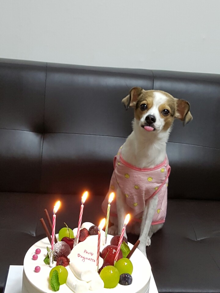 고다복이의 5번째 생일~^^