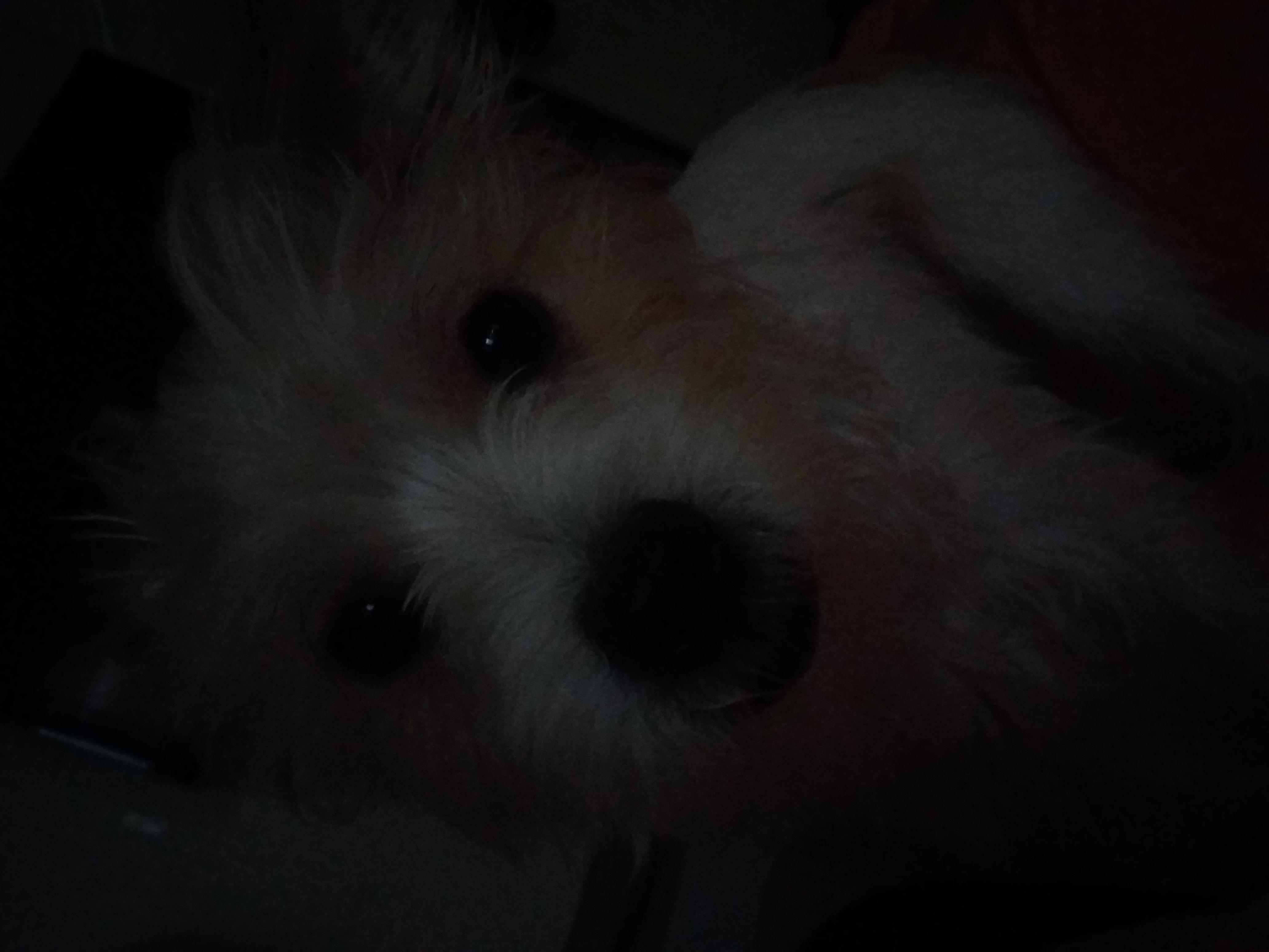 막둥이 세번째 후기입니다. 미용,발정왔어요...