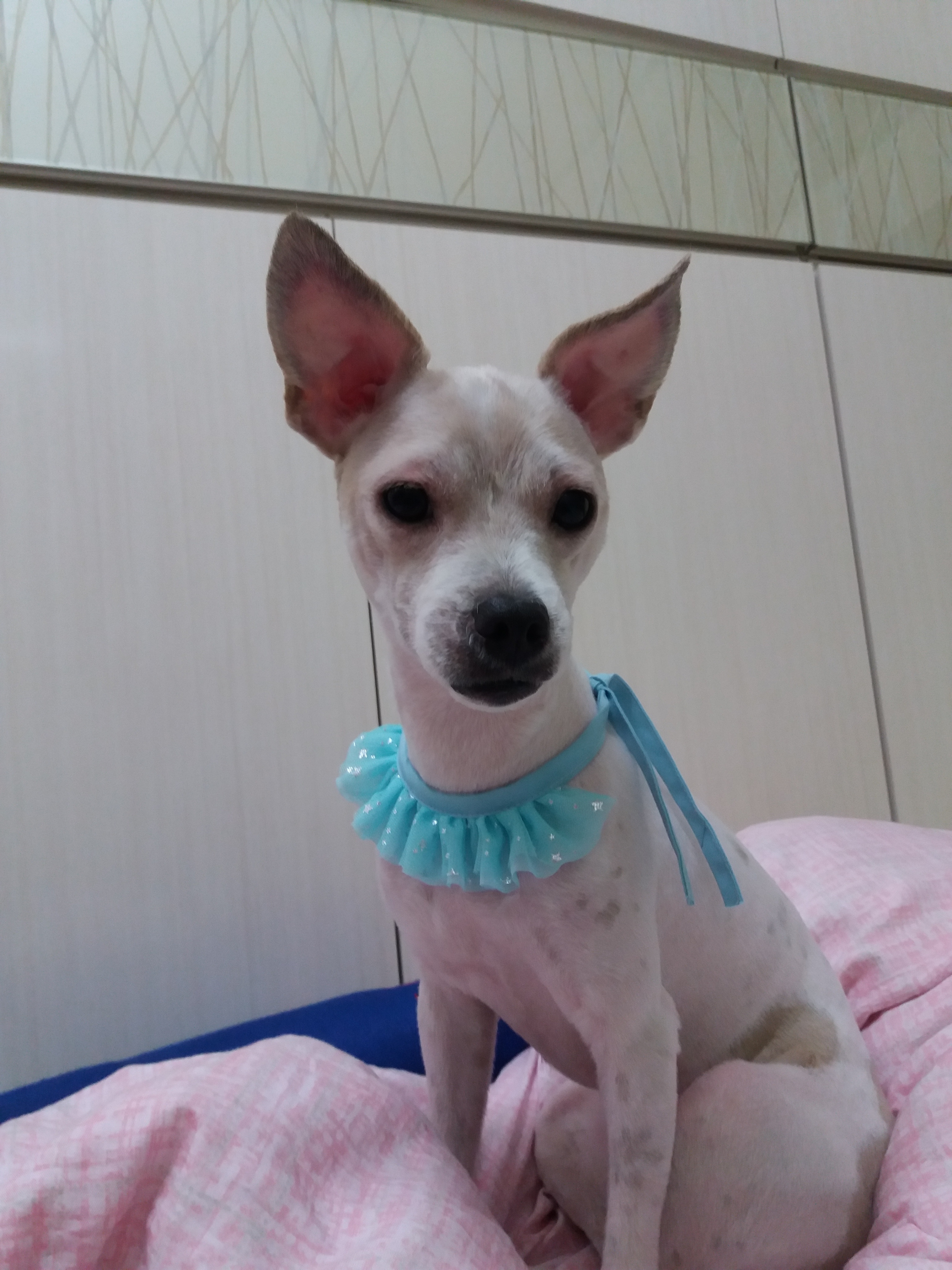 막둥이 세번째 후기입니다. 미용,발정왔어요...