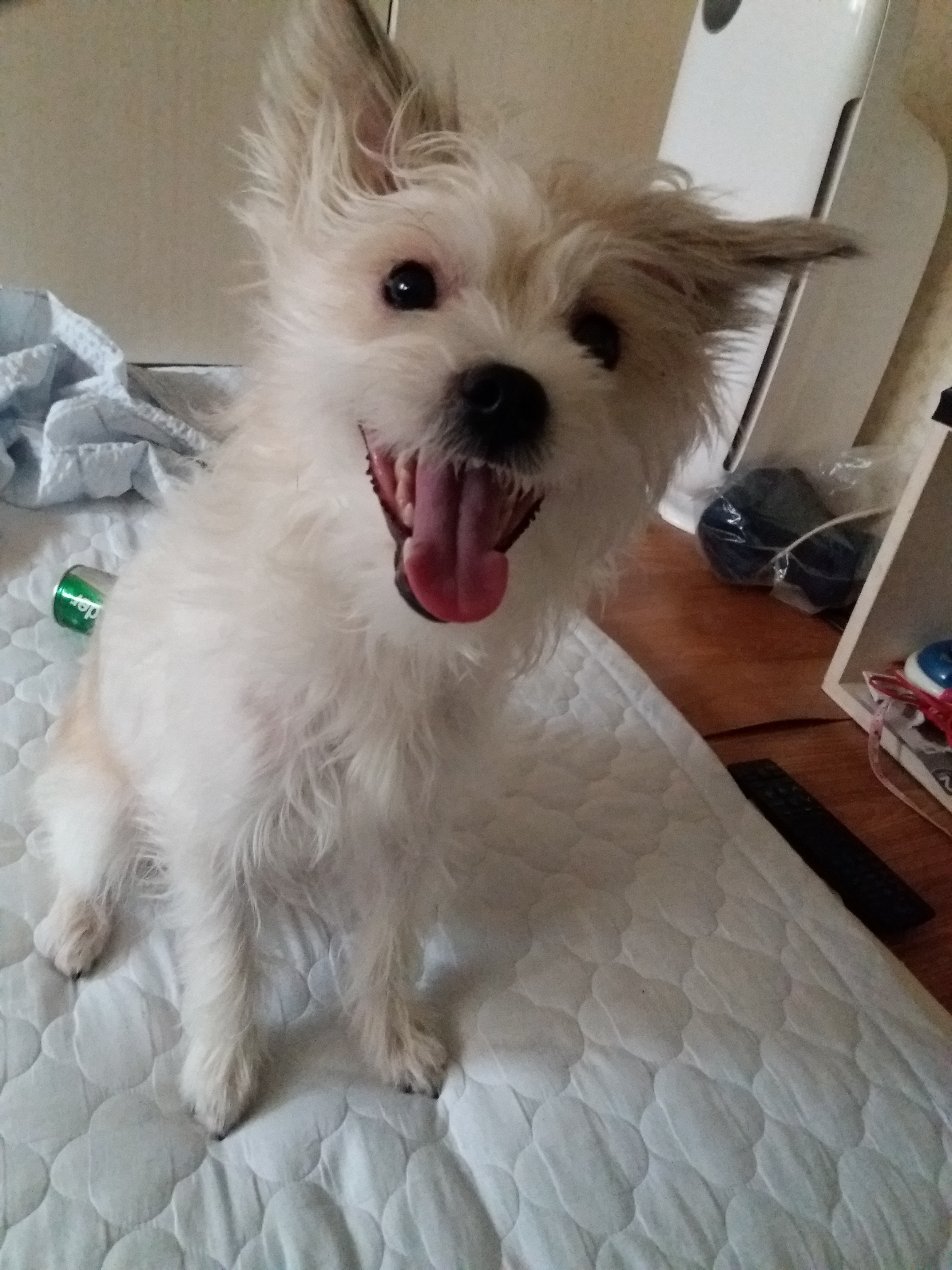 막둥이 세번째 후기입니다. 미용,발정왔어요...