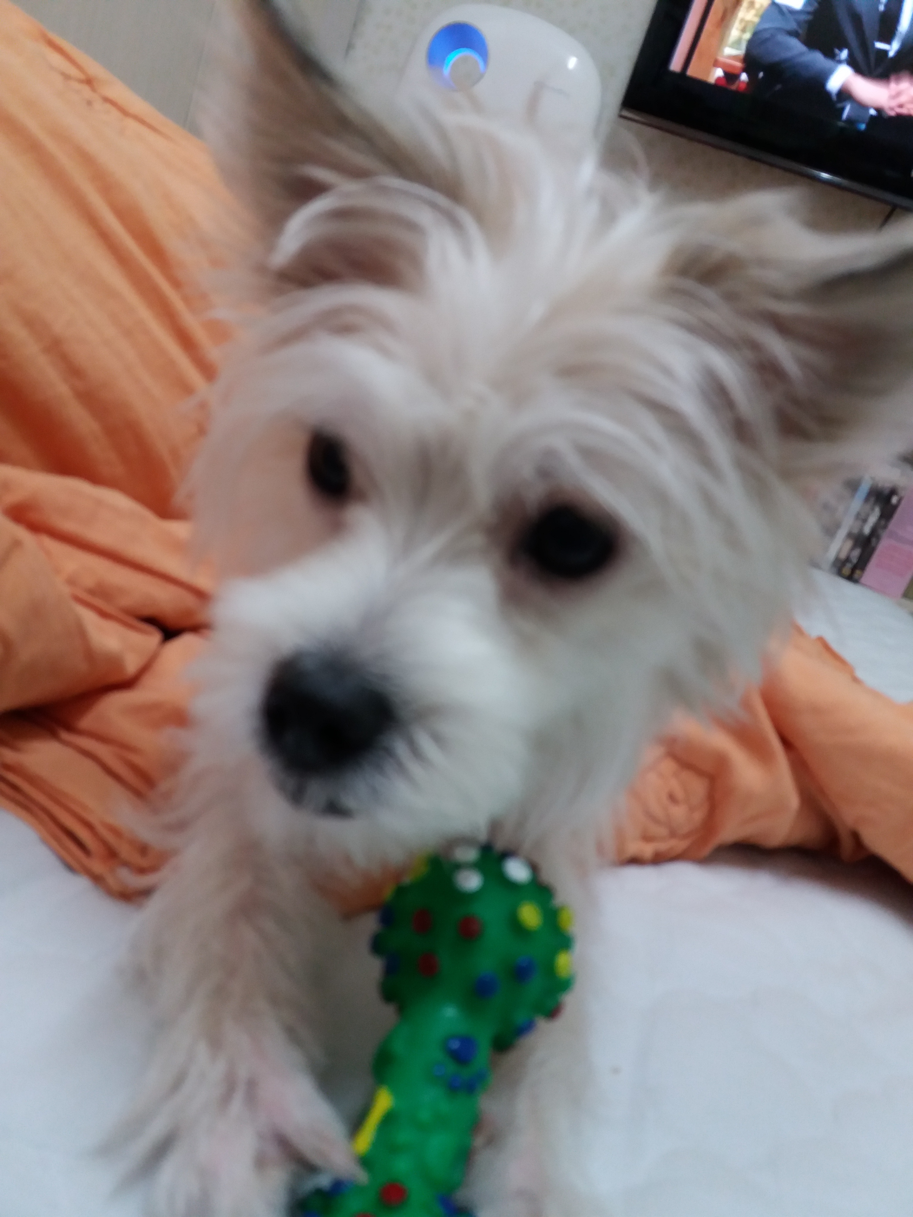 막둥이 세번째 후기입니다. 미용,발정왔어요...