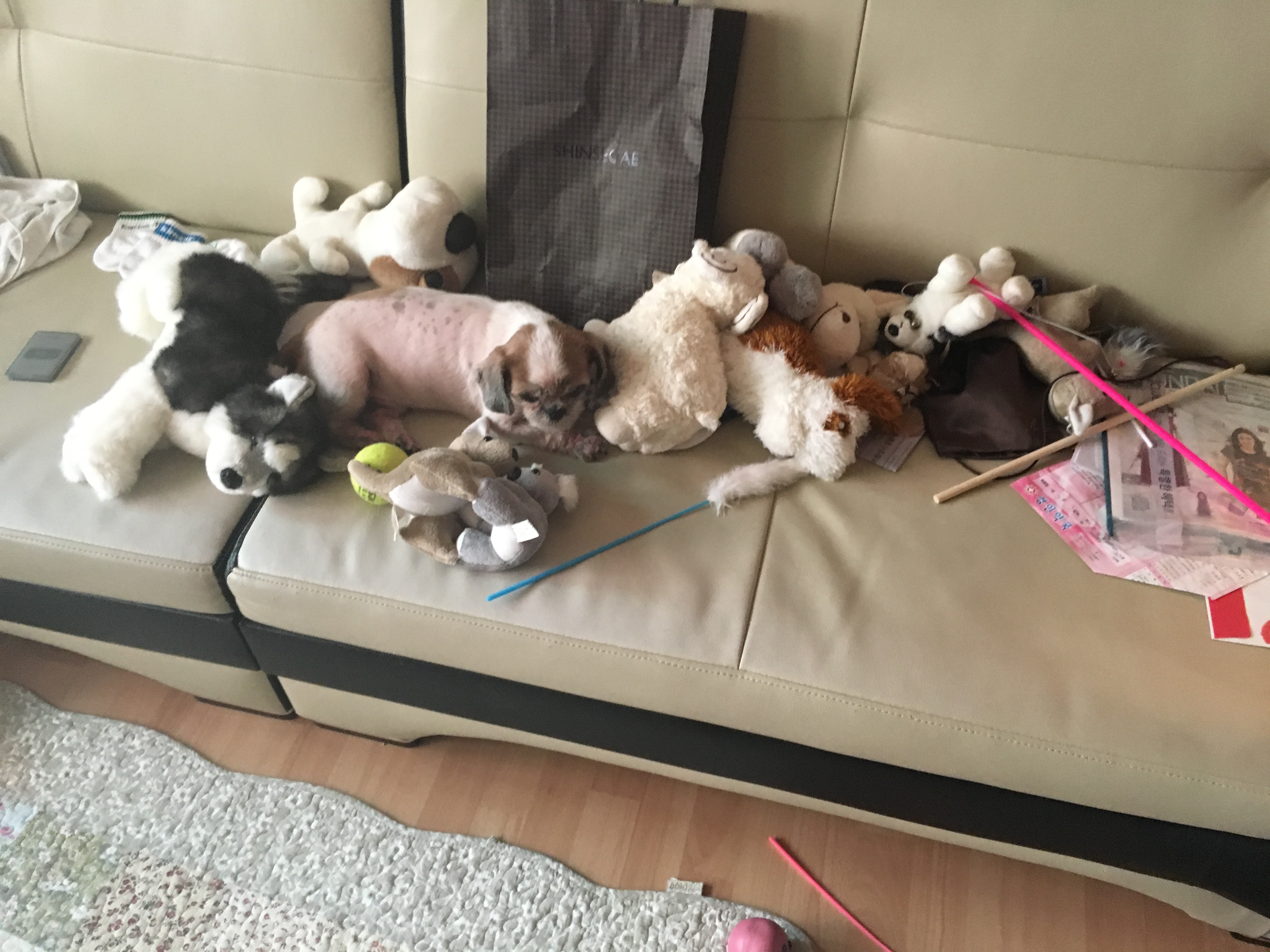 2015년 11월20일 쌈지 입양후기 세번째 이야기