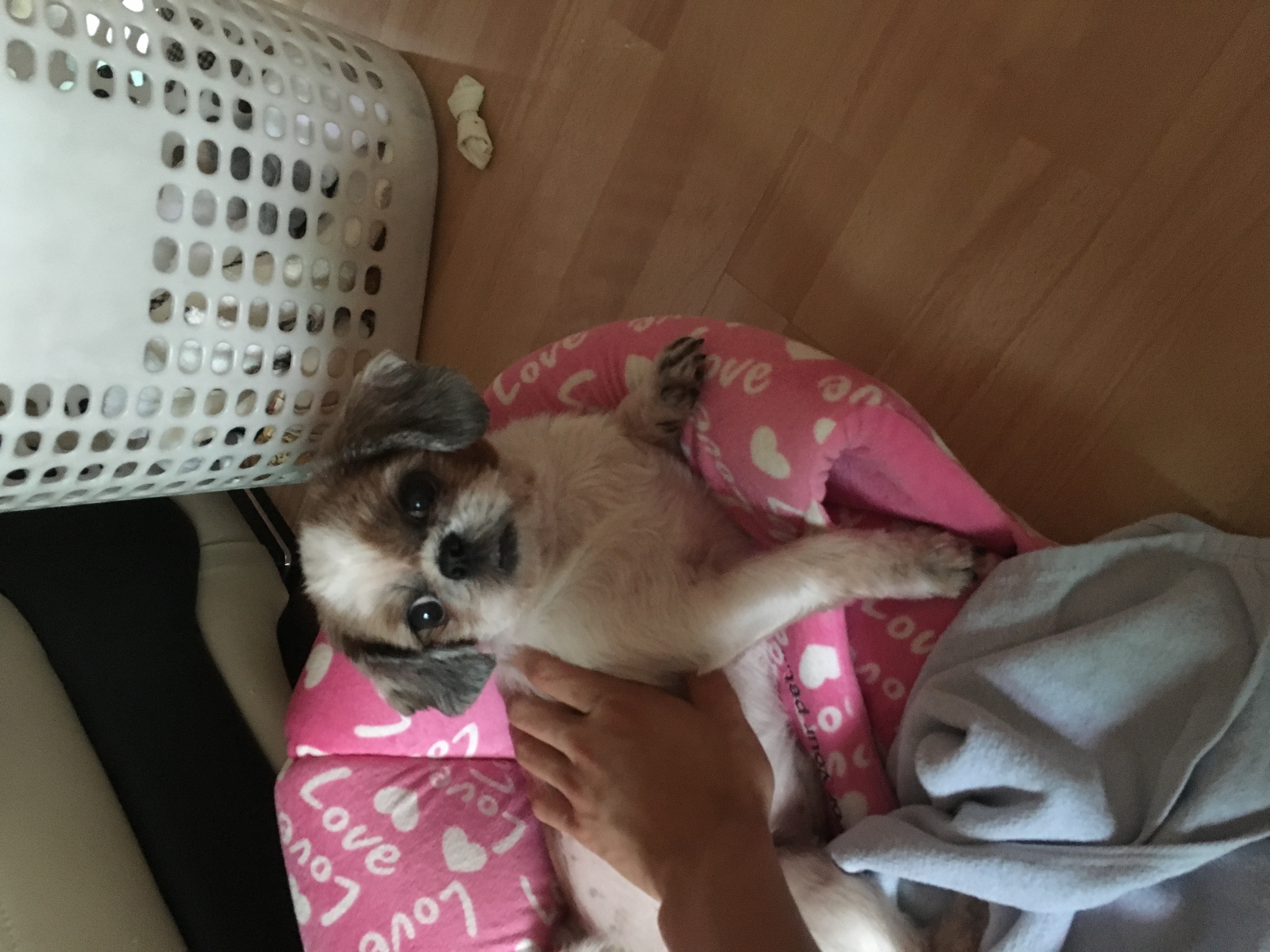 2015년 11월20일 쌈지 입양후기 세번째 이야기