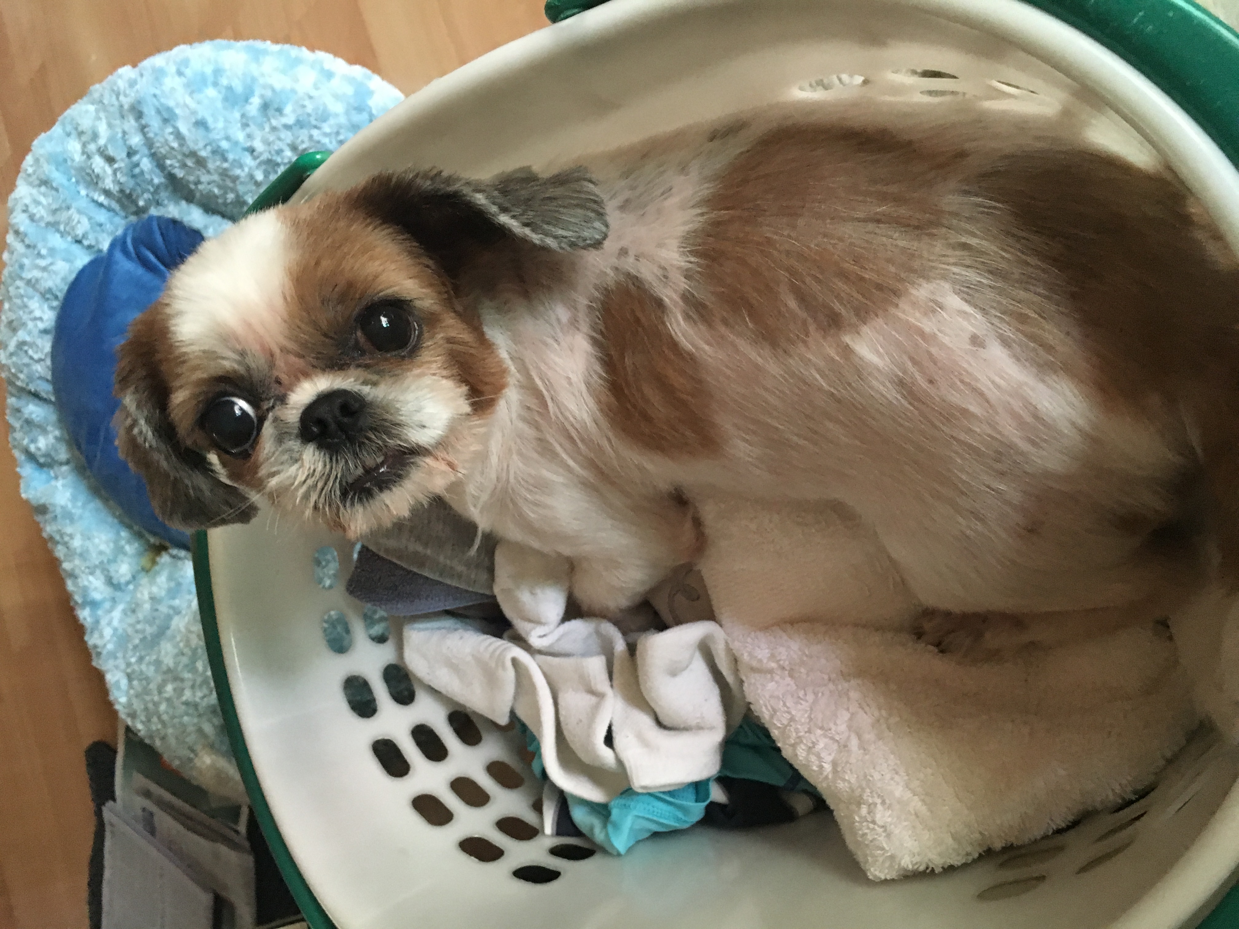 2015년 11월20일 쌈지 입양후기 세번째 이야기