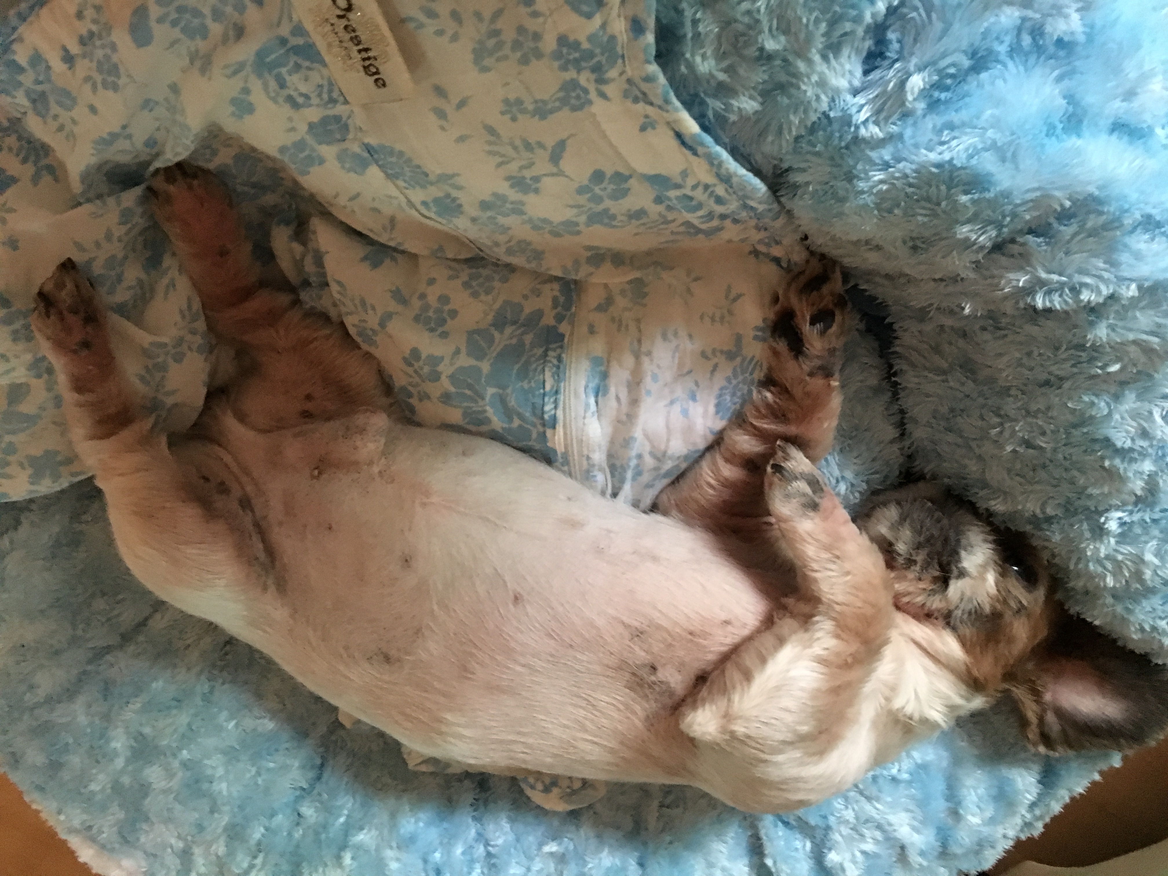 2015년 11월20일 쌈지 입양후기 세번째 이야기