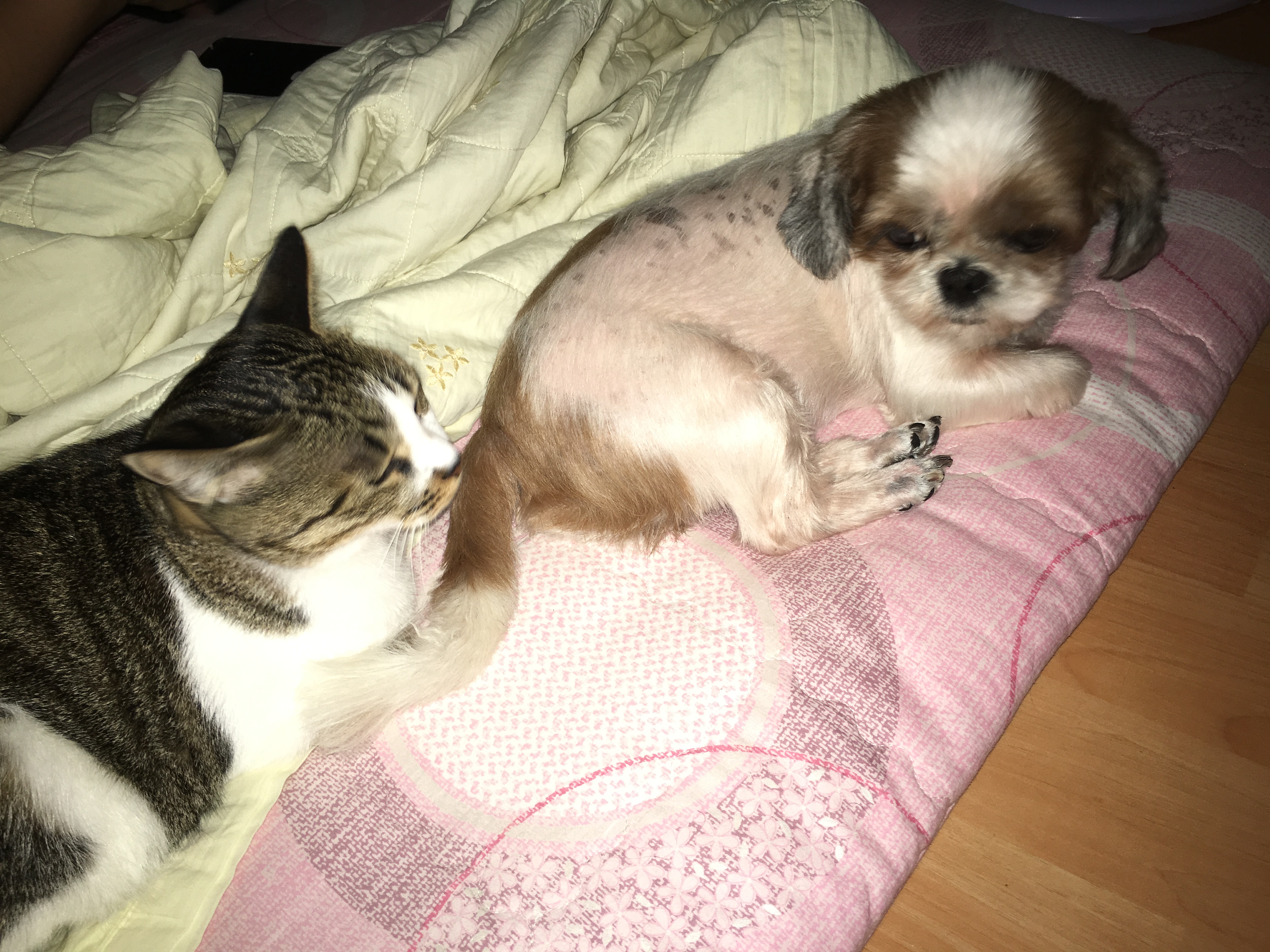 2015년 11월20일 쌈지 입양후기 세번째 이야기