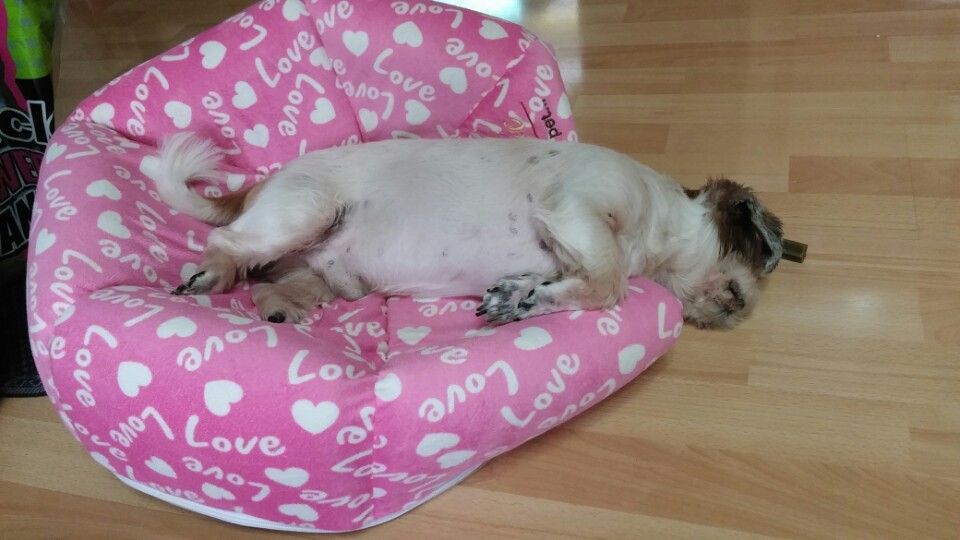 2015년 11월20일 입양 쌈지의 망가진 모습 보여드릴게요 ㅎ