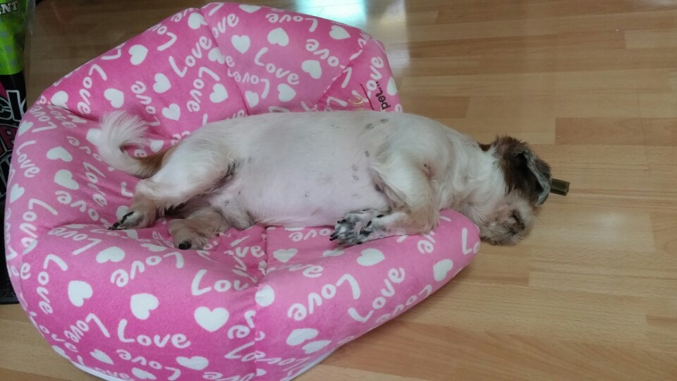 2015년 11월20일 입양 쌈지의 망가진 모습 보여드릴게요 ㅎ