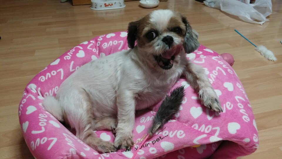 2015년 11월20일 입양 쌈지의 망가진 모습 보여드릴게요 ㅎ