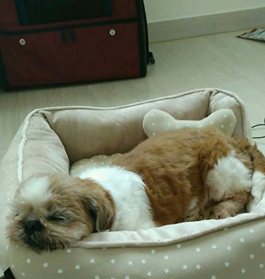 감자 임보후기 입니다~~