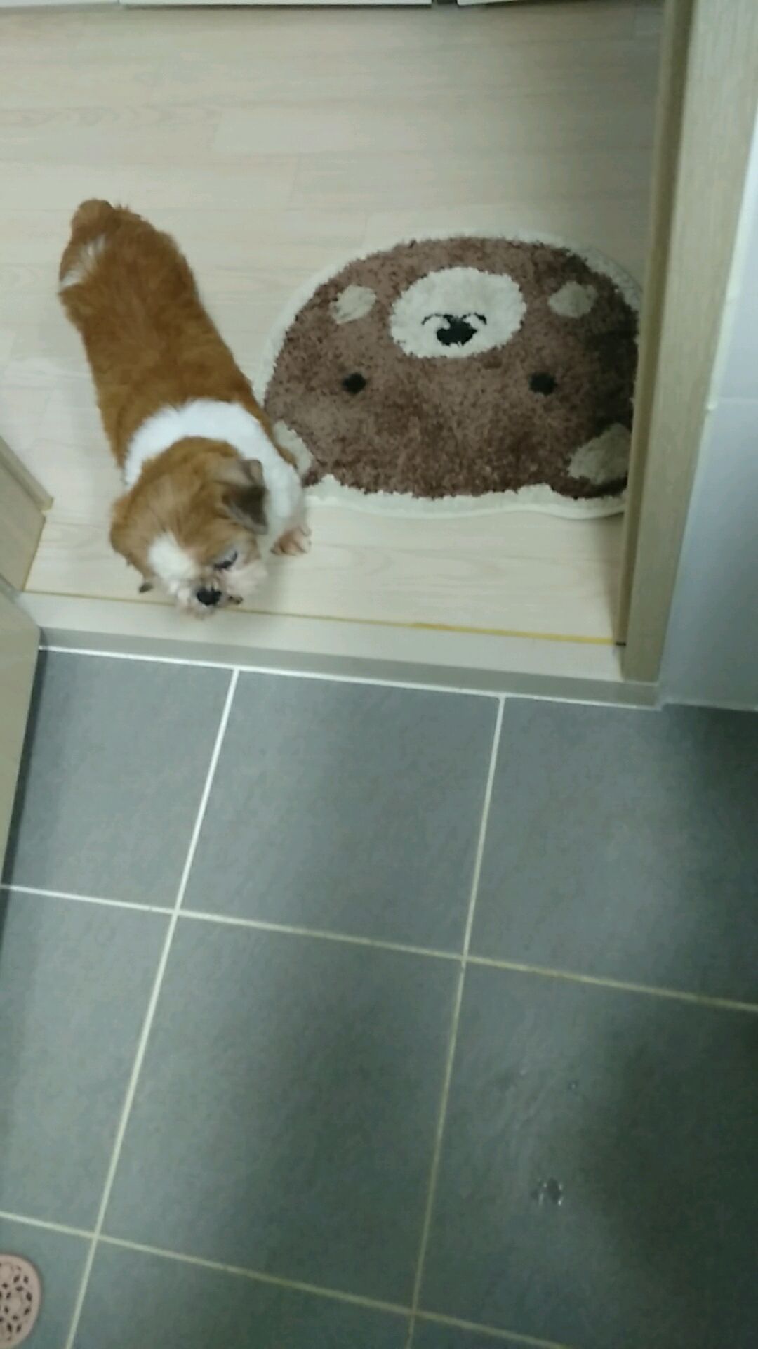 감자 임보후기 입니다~~