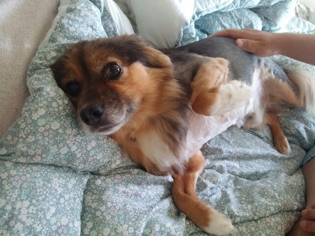 우리집 사랑둥이 정왕이~♡