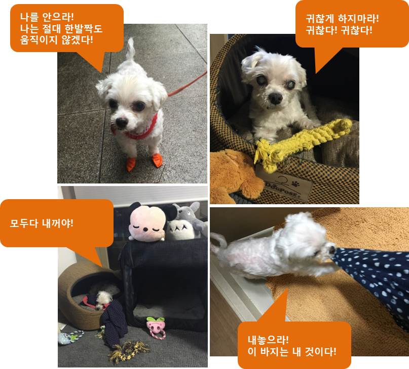 호두(건이) 오랫만에 안부전합니다