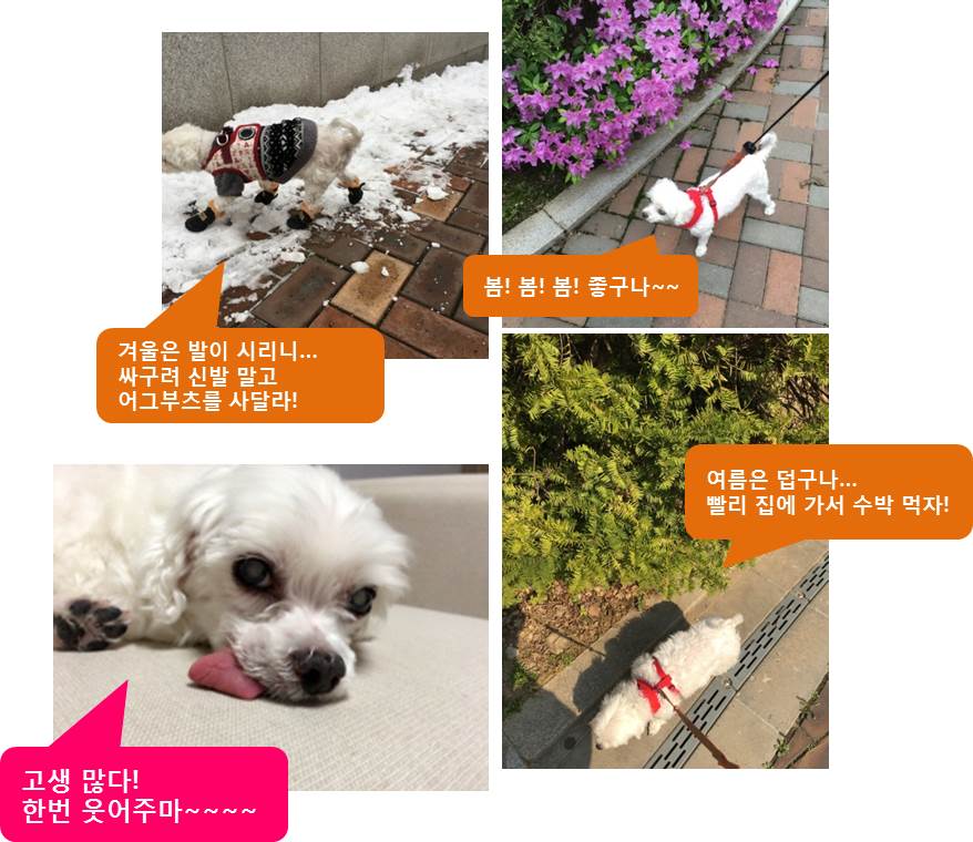 호두(건이) 오랫만에 안부전합니다