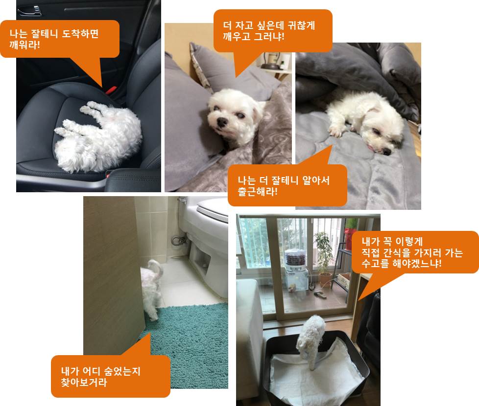 호두(건이) 오랫만에 안부전합니다