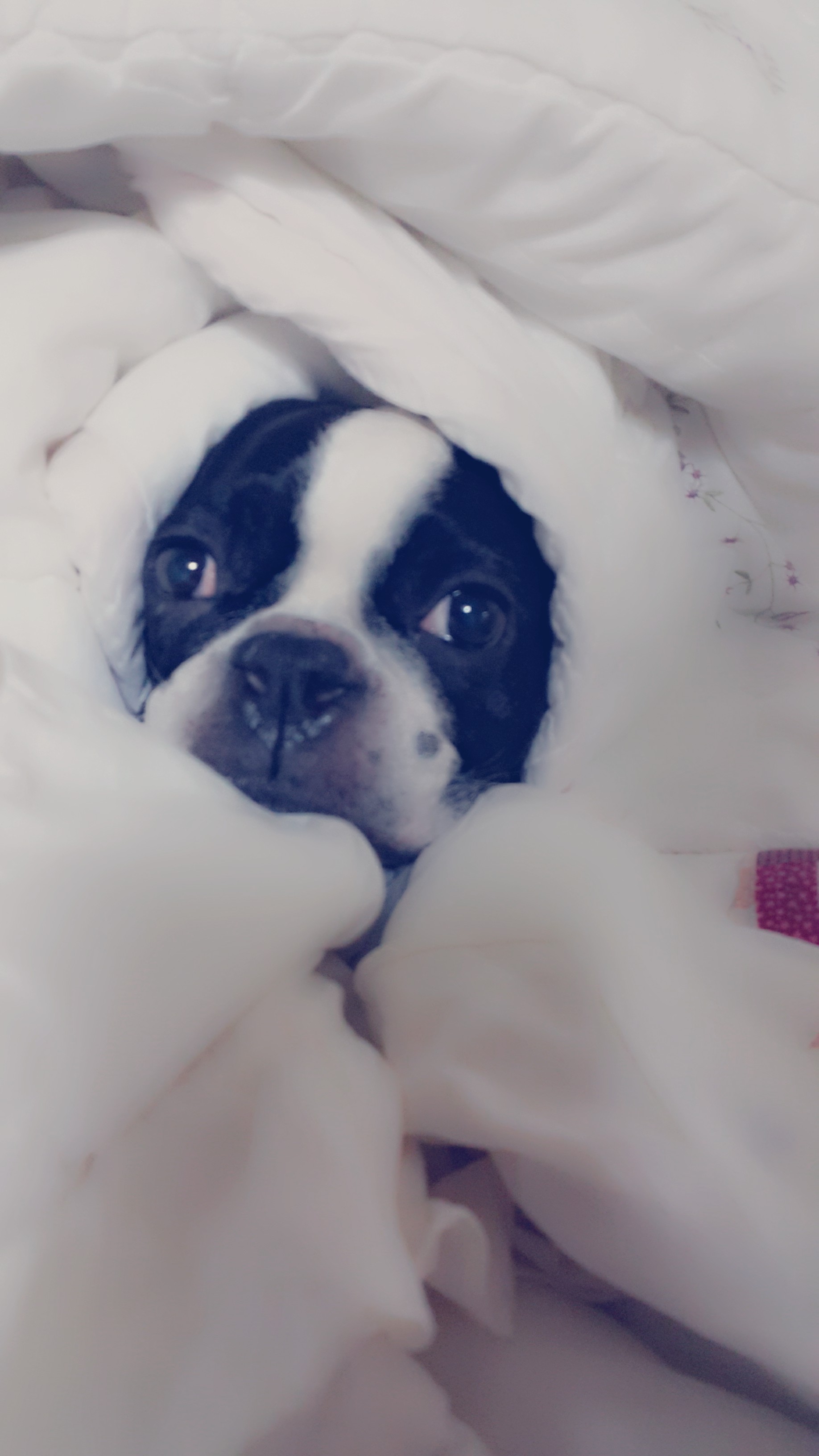 우리 아기들 소개드려요