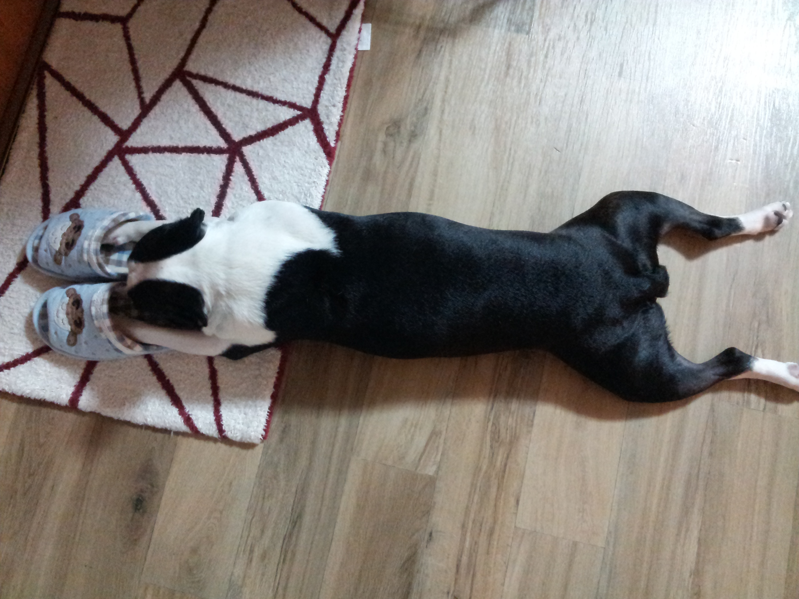 우리 아기들 소개드려요