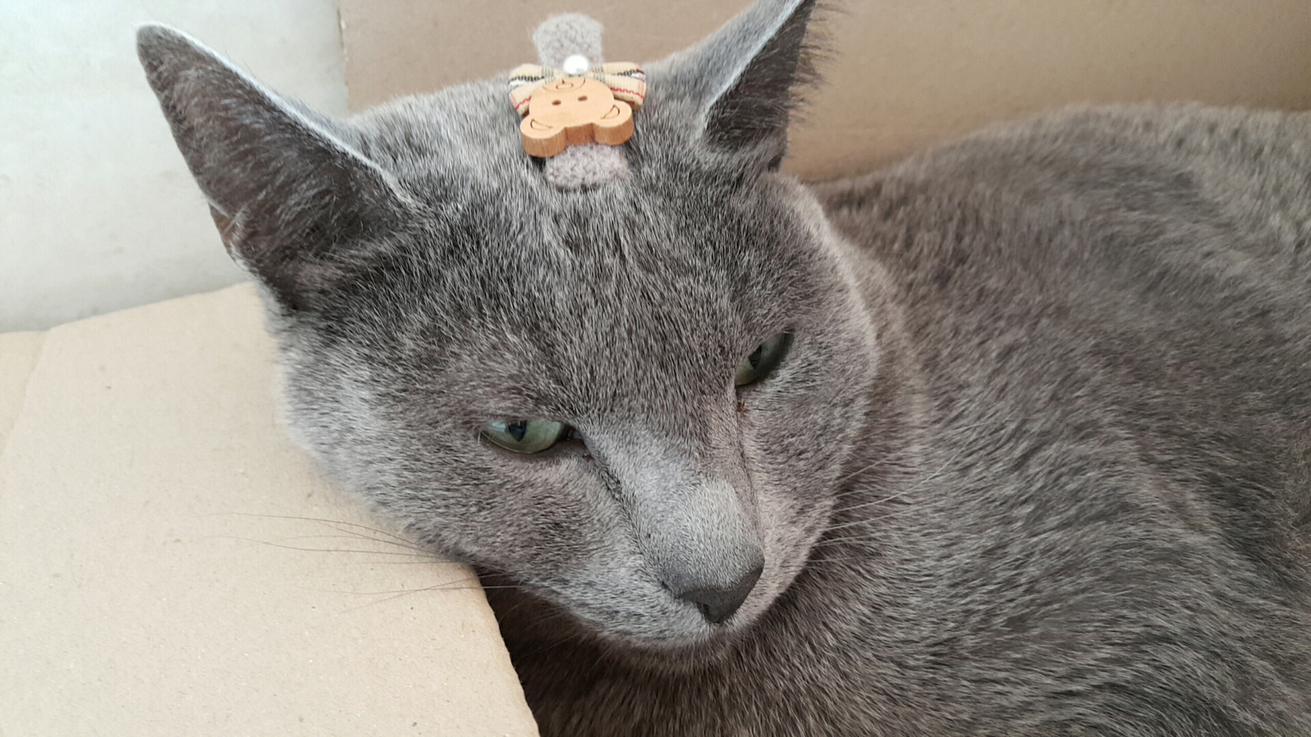 러시안 블루 "레이" 입양 1년후 후기입니다.