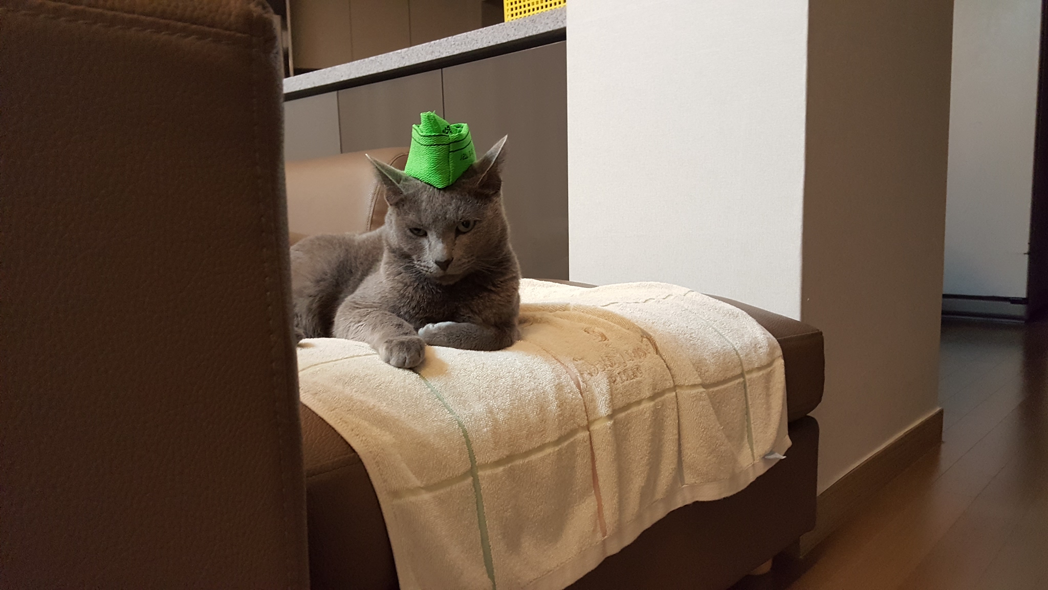 러시안 블루 "레이" 입양 1년후 후기입니다.