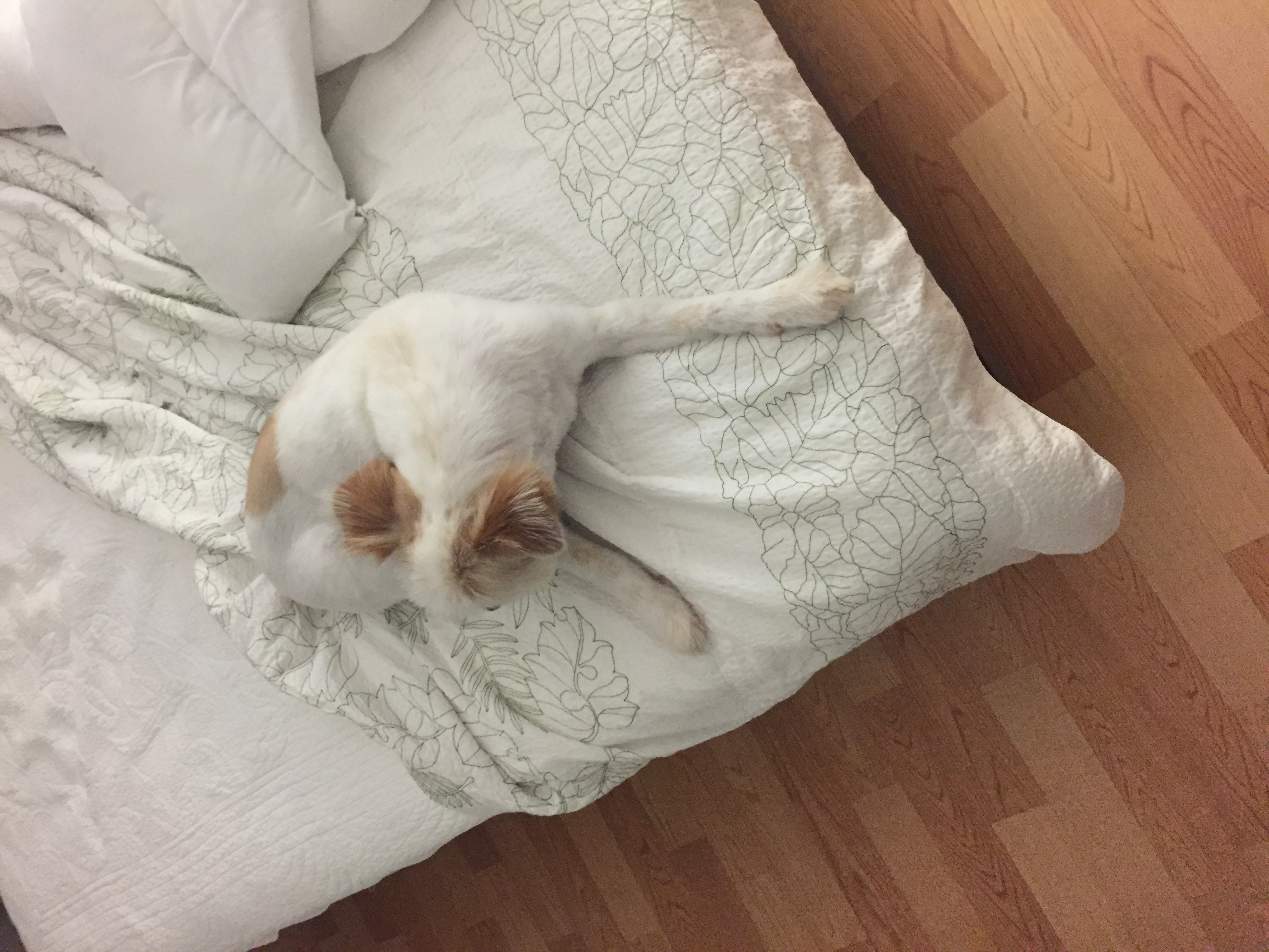 뚱여사는 이제 중년 ㅋㅋ