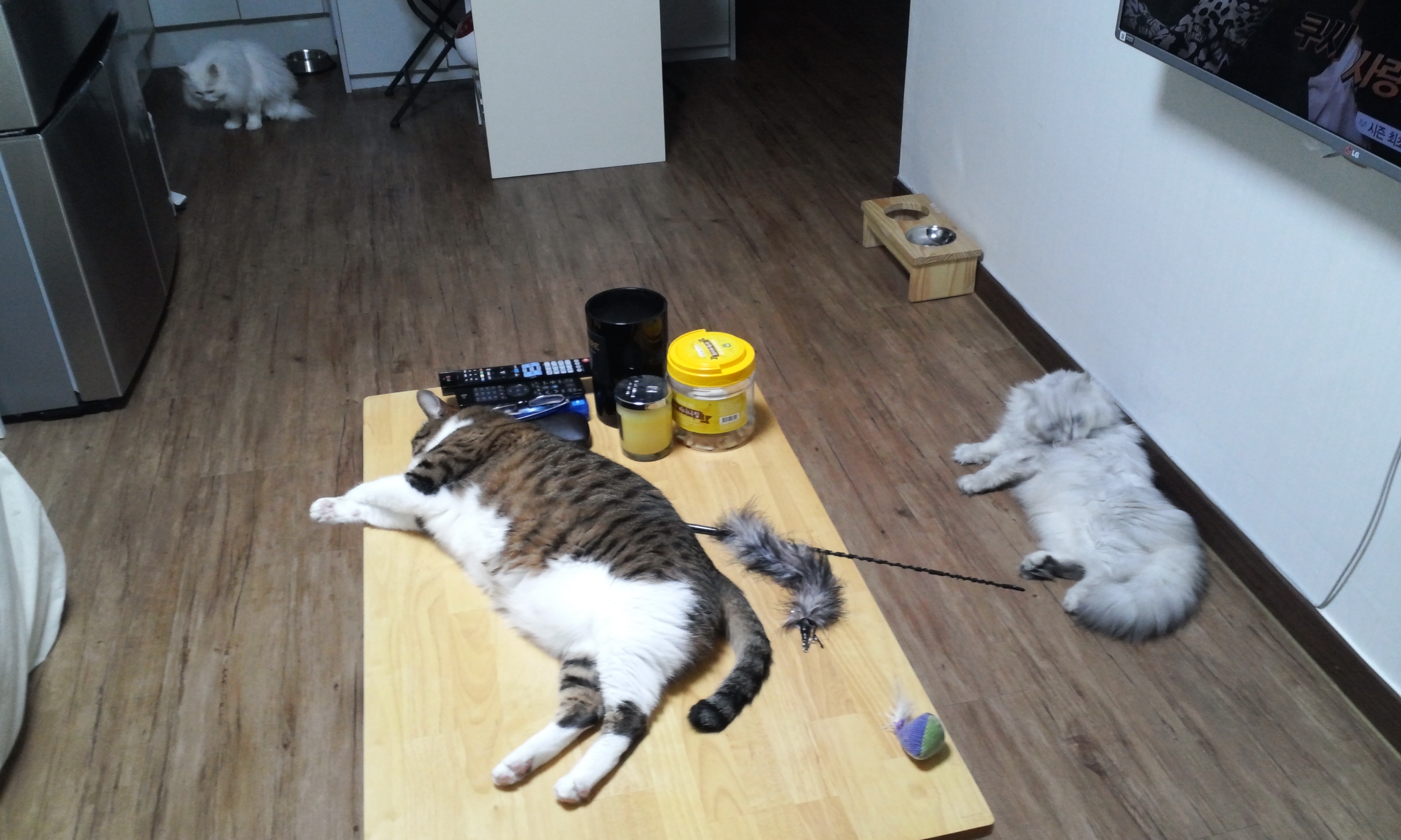 안녕하세요 미르 인사하러 왔어요^^