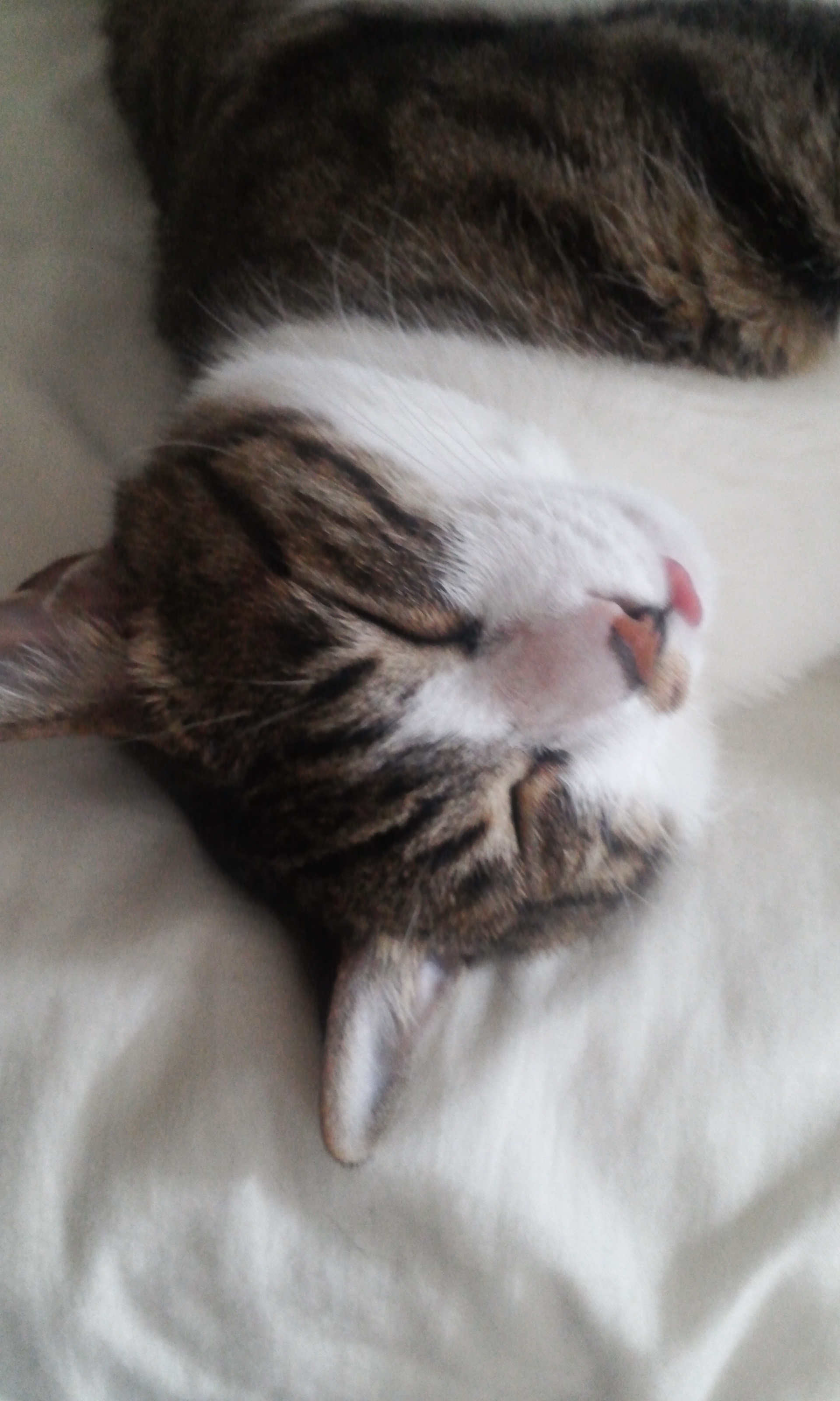 안녕하세요 미르 인사하러 왔어요^^