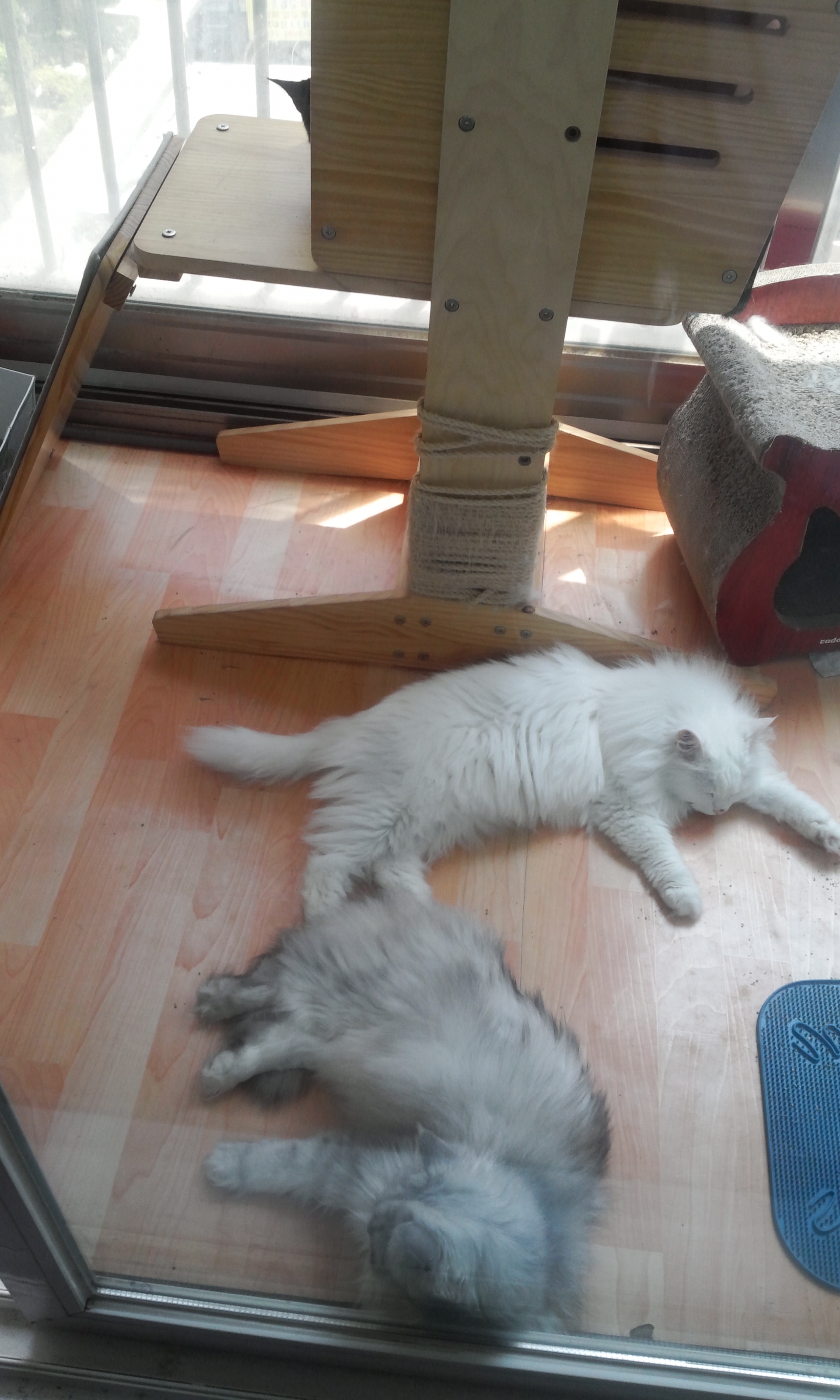 안녕하세요 미르 인사하러 왔어요^^