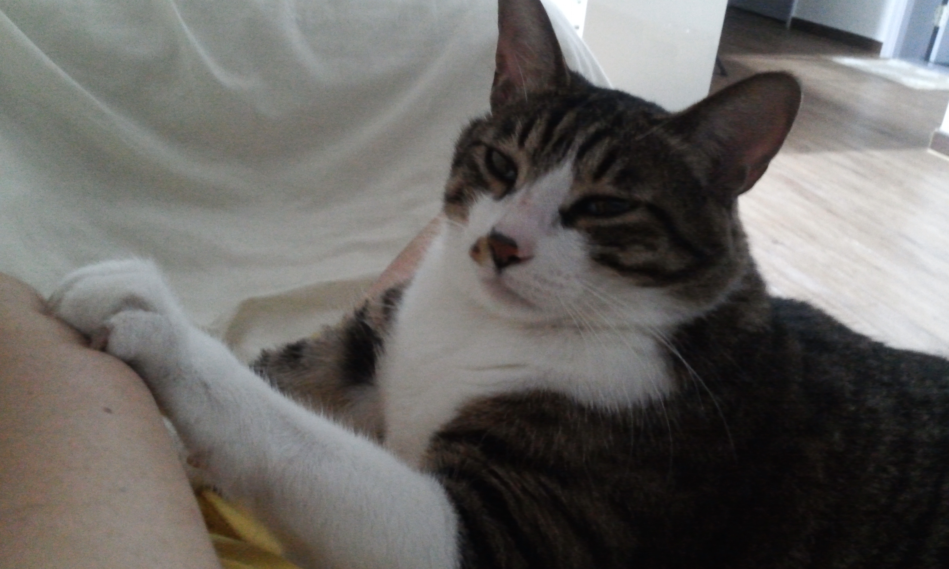 안녕하세요 미르 인사하러 왔어요^^