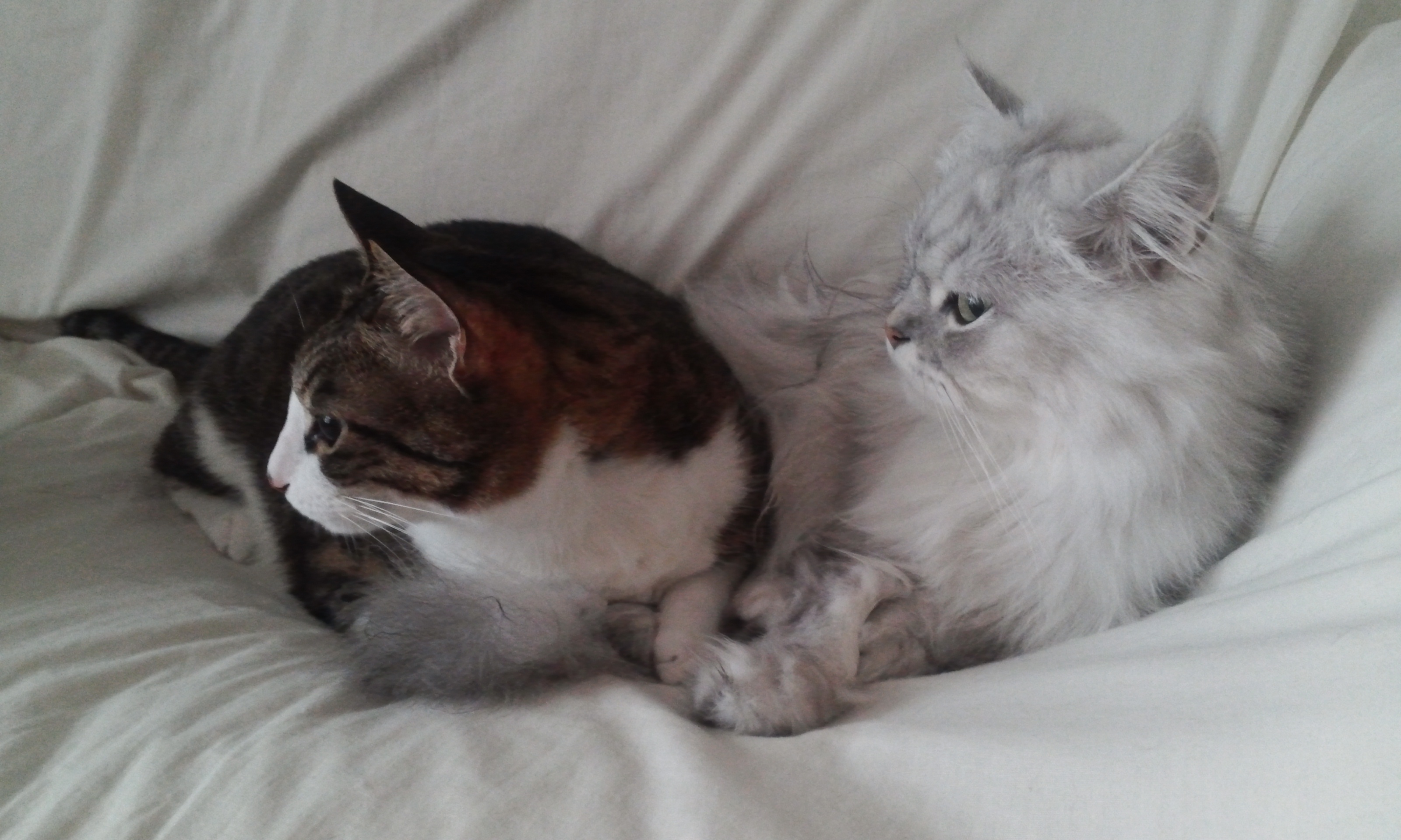 안녕하세요 미르 인사하러 왔어요^^