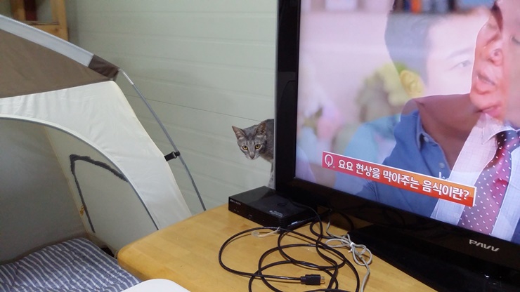 레이아가씨 근황입니다~~