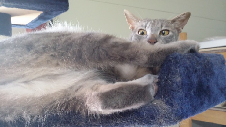 레이아가씨 근황입니다~~