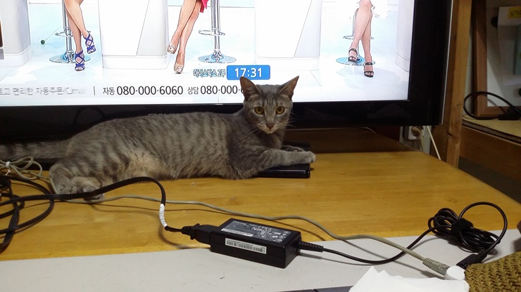 레이아가씨 근황입니다~~