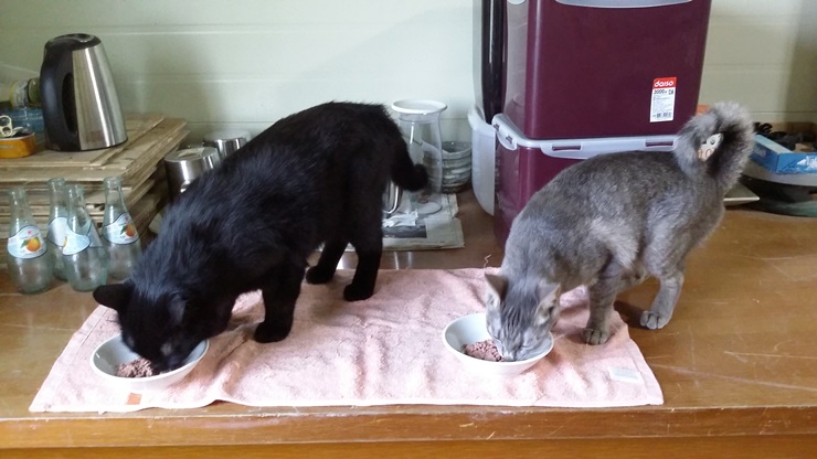 레이아가씨 근황입니다~~