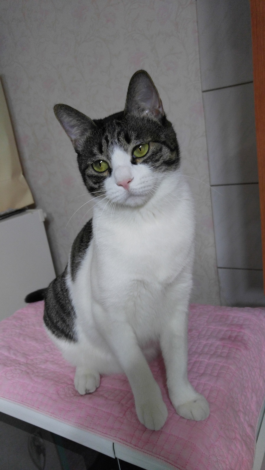 울 해이가 그 새 성묘가 됐어요~^^